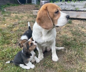 Štěňata bígl, štěně beagle tricolor (1xrezervace) - 6