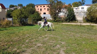 Valach appaloosa - 6