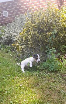 Štěňata Jack Russell Teriér - 6