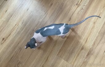 Prodám kanadského kocourka sphynx - 6