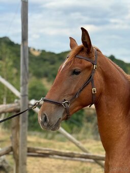 Lusitsno hřebec PSL z ověřeného spojení - 6