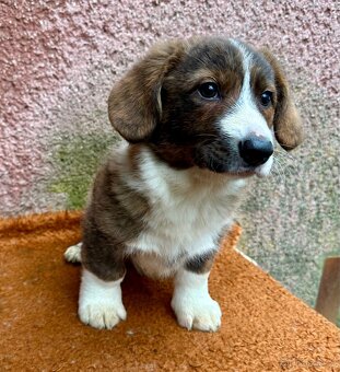 Welsh Corgi cardigan s PP - 6