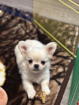 Čivava s PP FCI pejsci - 6