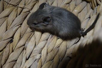 Prodám mladé osmáky - 6