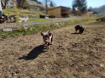 Kune Kune - 6