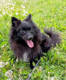 Pomeranian/ malý německý špic, fenečka. - 6