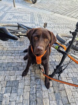 Hledá novou rodinu — Tayna, čokoládově hnědá labradorka. Jej - 6