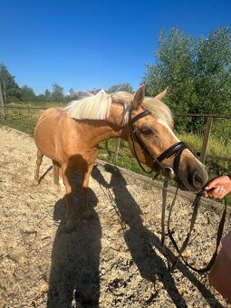Pony do sportu - 6