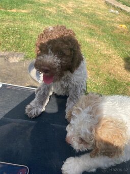 Lagotto romagnolo s PP - 6