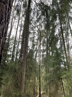 Prodám lesní pozemek v k.ú. Hradiště u Domažlic - 6