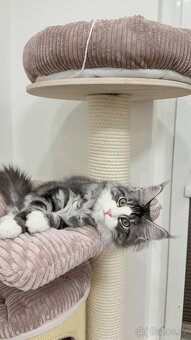 Kočka mainská mývalí s PP - 6