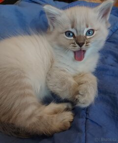 Maciatka ragdoll na odber - 6
