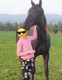 LUSITANO klisna s PP nar.v ČR - 6