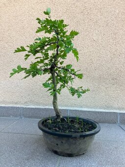 Bonsai, Bonsaj, jamadori, hloh - 6