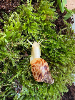Africký šnek lissachatina reticulata - 6