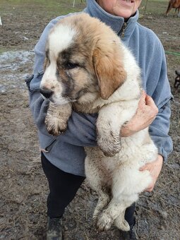 Moskevský strážní pes - 6