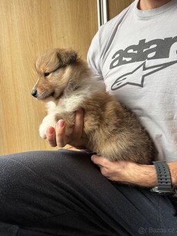 Kolie dlouhosrstá s PP - 6