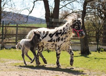 ATRAKTIVNÍ minihorse hřebeček - 6
