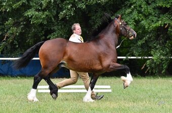 Připouštění Welsh cob v AP - 6