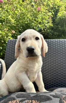štěňata labrador a Bílý kluk – připravena k odběru - 6