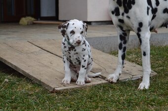 Dalmatin štěňata - pejsek - 6