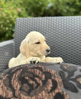 štěňata labrador a Bílá Fenka – připravena k odběru - 6
