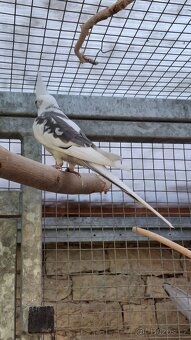 Korela bělohlavá straka samec - 6