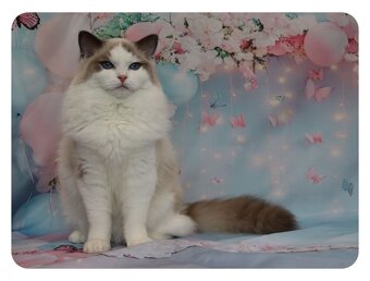 Ragdoll kočička s PP - blue bicolour - 6