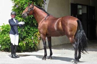 Lusitano plemenný hřebec PSL - 6