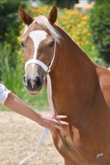 Welsh Cob klisna - 8 let - 6