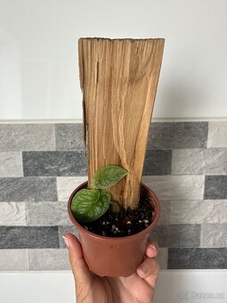 Monstera Dubia s dřevěnou oporou - 6