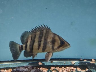 DATNIOIDES MICROLEPIS - 6