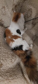 Mainska myvalia Mainne coon Mco - 6