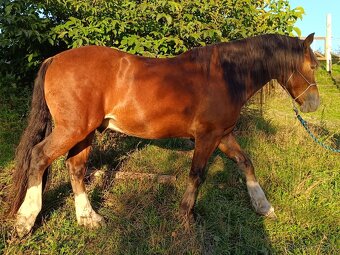 Prodám Welsh Cob D - 6