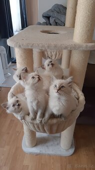 Koťátka ragdoll bez PP - 6