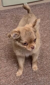 Čivava dlouhosrstá štěňátka - 6