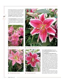 Encyklopedie tulipánů, hyacintů, begonií a dalších ..rostlin - 6
