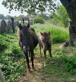 Pony,minihorse - 6
