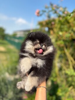 Pomeranian - 6