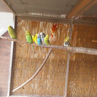 Výstavní andulky - 6