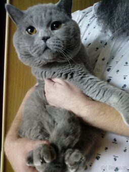 Britská modrá- koťátka,ihned na odběr - 6