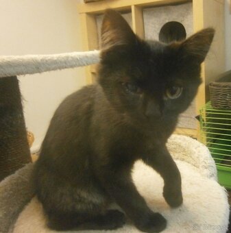 Černý 3měsíční kocourek Šimon - 6