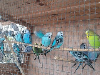 Letošní andulky - okroužkované - 6