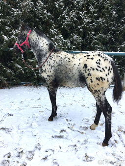 Appaloosa - 6