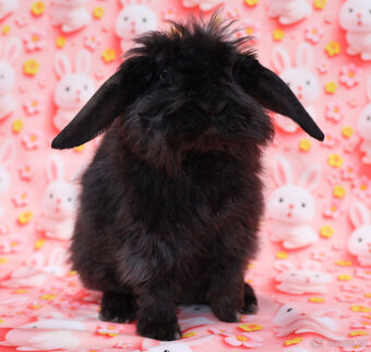 Zakrslý rex beránek LT malinká samička s VP . - 6