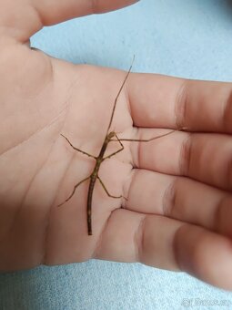 Pakobylka rohatá strašilky - 6