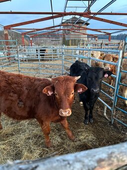 Prodám zástavové býky - 6