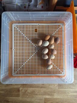 Jana Líheň na drůbež 🐣 - 6