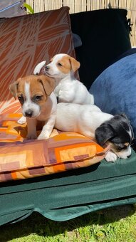 Jack Russell - 6