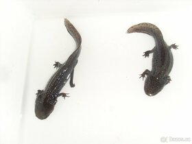 Axolotl Mexický (šedé) - 6